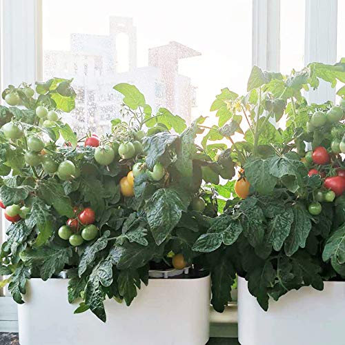 Big Smart Hydroponics Growing System Dual Power Gardening System I...