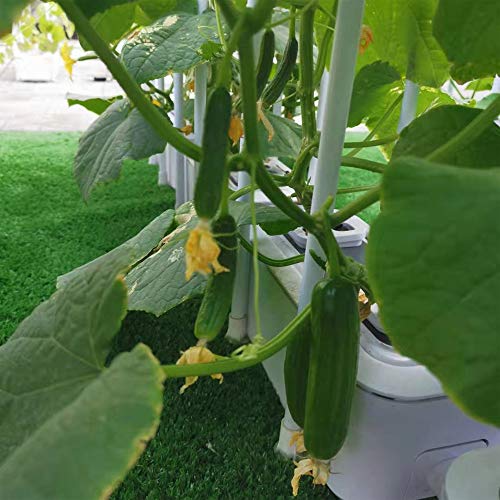 Big Smart Hydroponics Growing System Dual Power Gardening System I...