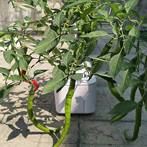 Big Smart Hydroponics Growing System Dual Power Gardening System I...