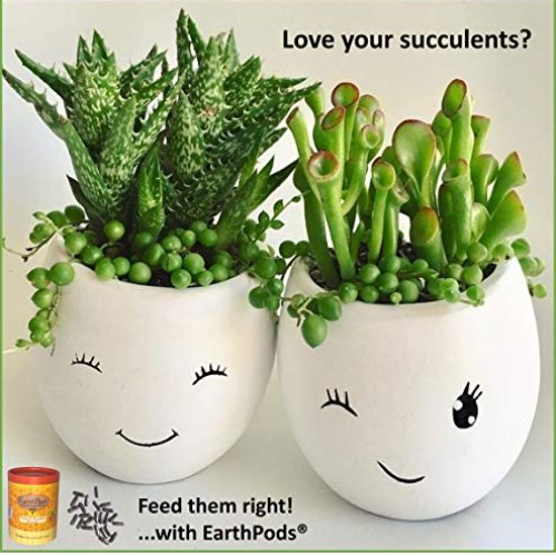 EarthPods Premium Cactus & Succulent Plant Food – Easy Organic Fer...