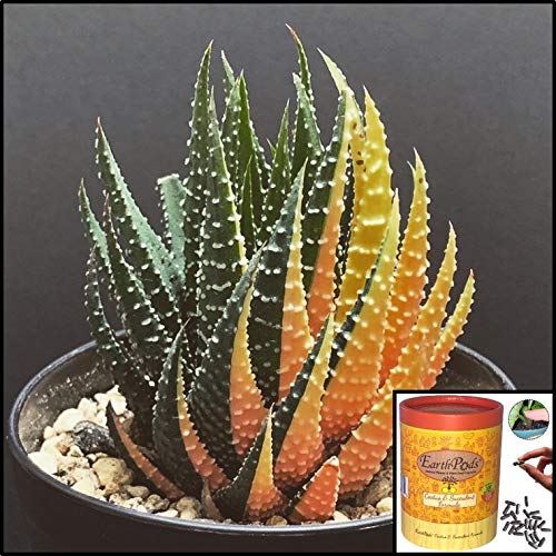 EarthPods Premium Cactus & Succulent Plant Food – Easy Organic Fer...