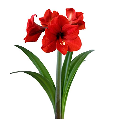 Amaryllis Bulb Ferrari Red - 26/28cm Bulb - Outstanding Indoor Blo...