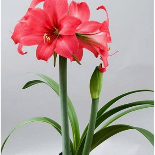 Amaryllis Bulb Pink Amaryllis Pink Pizzazz - 26/28cm Bulb - Outsta...