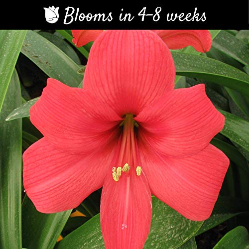 Amaryllis Bulb Pink Amaryllis Pink Pizzazz - 26/28cm Bulb - Outsta...