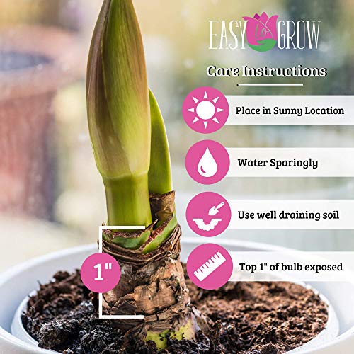 Amaryllis Bulb Pink Amaryllis Pink Pizzazz - 26/28cm Bulb - Outsta...
