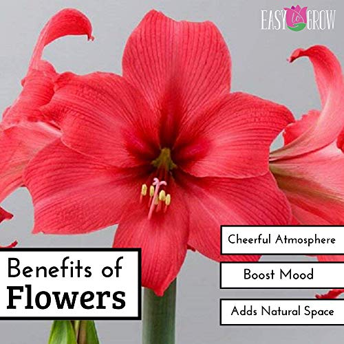 Amaryllis Bulb Pink Amaryllis Pink Pizzazz - 26/28cm Bulb - Outsta...