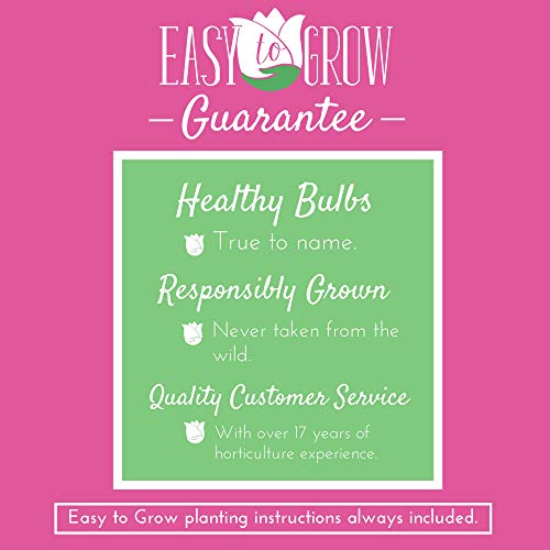 Amaryllis Bulb Pink Amaryllis Pink Pizzazz - 26/28cm Bulb - Outsta...