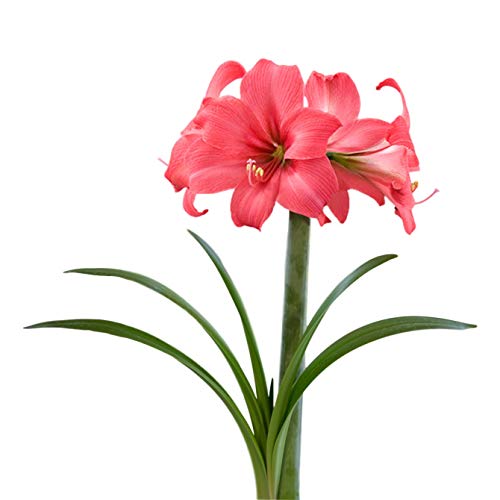 Amaryllis Bulb Pink Amaryllis Pink Pizzazz - 26/28cm Bulb - Outsta...