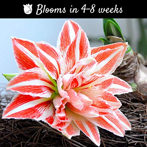 Amaryllis Dancing Queen | Huge Double Red & White Blooms - 1 Large...