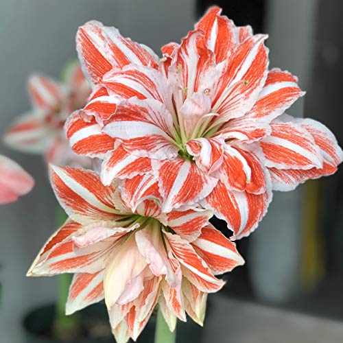 Amaryllis Dancing Queen | Huge Double Red & White Blooms - 1 Large...
