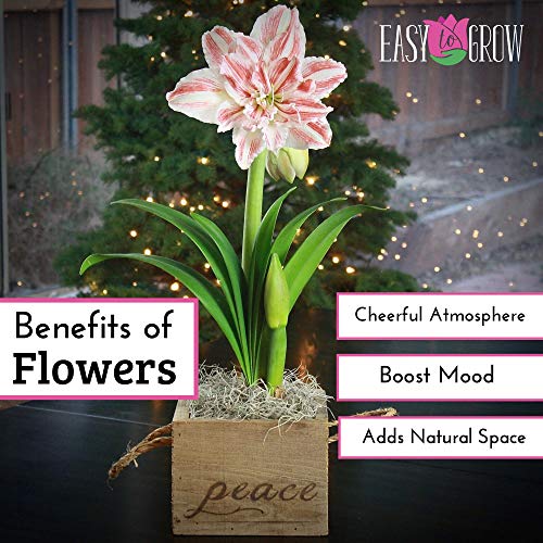 Amaryllis Dancing Queen | Huge Double Red & White Blooms - 1 Large...