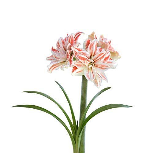 Amaryllis Dancing Queen | Huge Double Red & White Blooms - 1 Large...