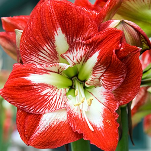 Grow Your Own Indoor Amaryllis Bulb Gift Kit | Minerva Flower Bulb...