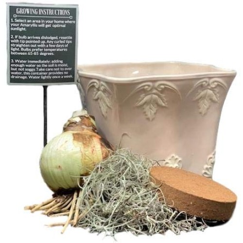 Grow Your Own Indoor Amaryllis Bulb Gift Kit | Minerva Flower Bulb...