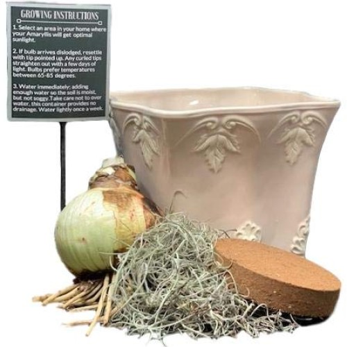 Grow Your Own Indoor Amaryllis Bulb Gift Kit | Minerva Flower Bulb...