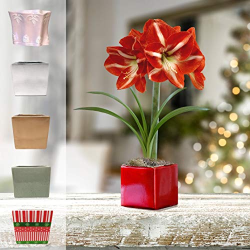 Grow Your Own Indoor Amaryllis Bulb Gift Kit | Minerva Flower Bulb...