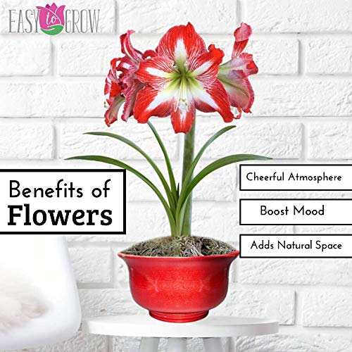 Grow Your Own Indoor Amaryllis Bulb Gift Kit | Minerva Flower Bulb...