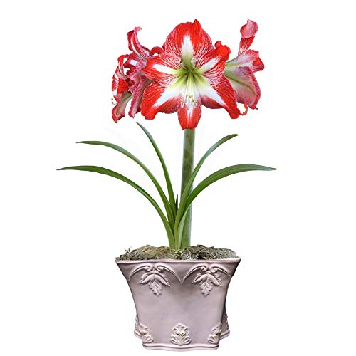 Grow Your Own Indoor Amaryllis Bulb Gift Kit | Minerva Flower Bulb...