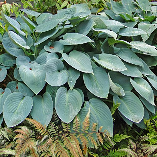 Hosta Bumper Crop Mix | 10 Bare Root Hostas - Fabulous Color for S...