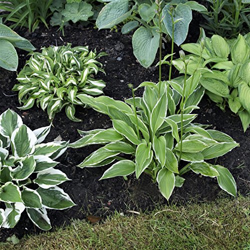 Hosta Bumper Crop Mix | 10 Bare Root Hostas - Fabulous Color for S...