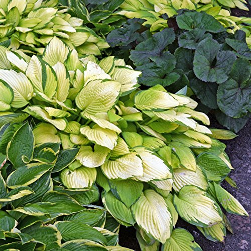 Hosta Bumper Crop Mix | 10 Bare Root Hostas - Fabulous Color for S...