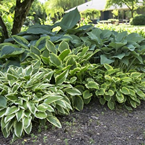 Hosta Bumper Crop Mix | 10 Bare Root Hostas - Fabulous Color for S...