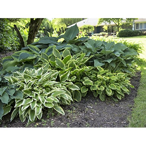 Hosta Bumper Crop Mix | 10 Bare Root Hostas - Fabulous Color for S...