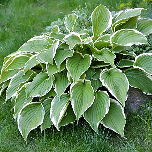 Hosta Bumper Crop Mix | 10 Bare Root Hostas - Fabulous Color for S...