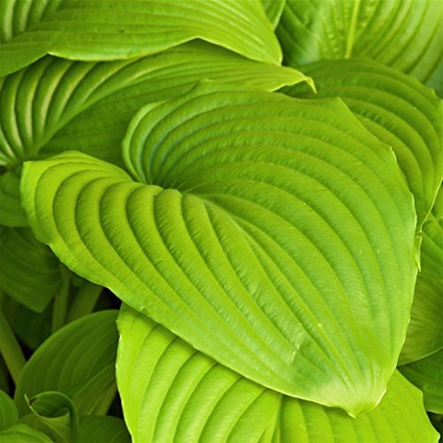 Hosta Bumper Crop Mix | 10 Bare Root Hostas - Fabulous Color for S...