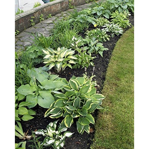 Hosta Bumper Crop Mix | 10 Bare Root Hostas - Fabulous Color for S...