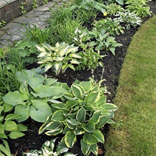 Hosta Bumper Crop Mix | 10 Bare Root Hostas - Fabulous Color for S...