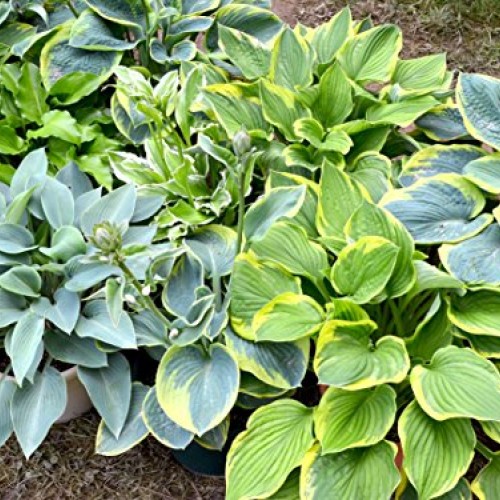 Hosta Bumper Crop Mix | 10 Bare Root Hostas - Fabulous Color for S...