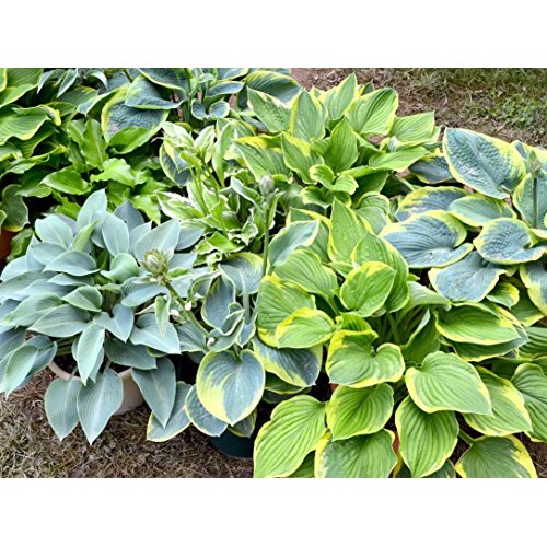 Hosta Bumper Crop Mix | 10 Bare Root Hostas - Fabulous Color for S...