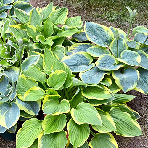 Hosta Bumper Crop Mix | 10 Bare Root Hostas - Fabulous Color for S...