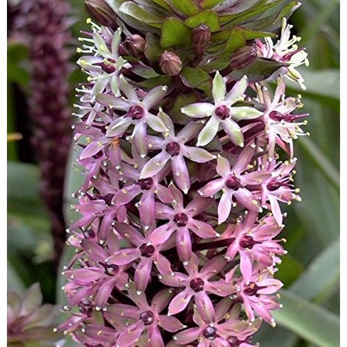 Purple Pineapple Lily Tugela Ruby, 3 Large Eucomis Bulbs - Gorgeou...