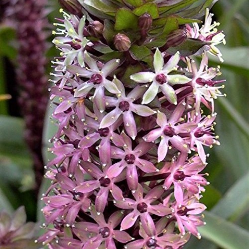 Purple Pineapple Lily Tugela Ruby, 3 Large Eucomis Bulbs - Gorgeou...