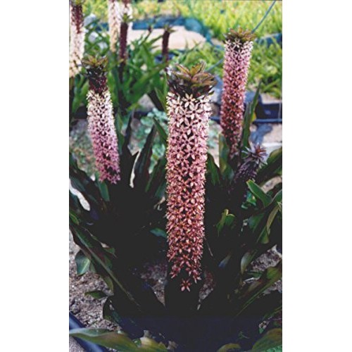 Purple Pineapple Lily Tugela Ruby, 3 Large Eucomis Bulbs - Gorgeou...