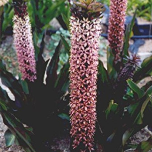 Purple Pineapple Lily Tugela Ruby, 3 Large Eucomis Bulbs - Gorgeou...