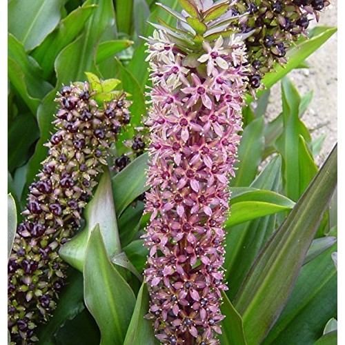 Purple Pineapple Lily Tugela Ruby, 3 Large Eucomis Bulbs - Gorgeou...
