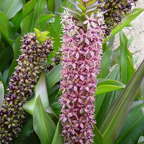 Purple Pineapple Lily Tugela Ruby, 3 Large Eucomis Bulbs - Gorgeou...