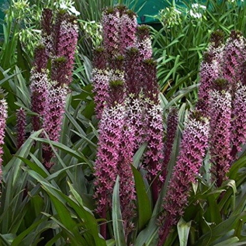 Purple Pineapple Lily Tugela Ruby, 3 Large Eucomis Bulbs - Gorgeou...