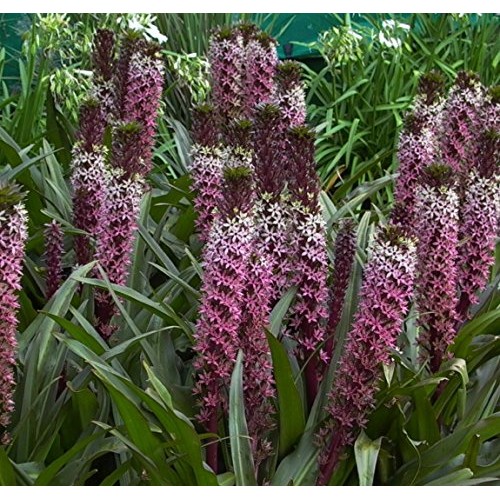 Purple Pineapple Lily Tugela Ruby, 3 Large Eucomis Bulbs - Gorgeou...