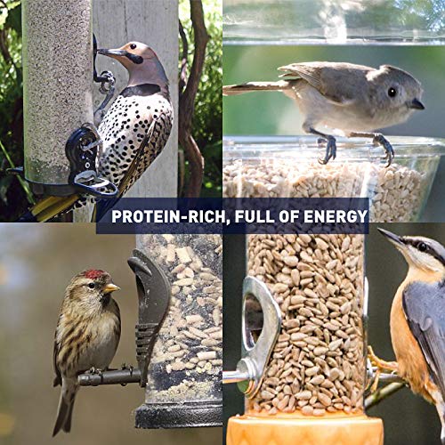 EasyGoProdcuts Sunflower Kernels - Medium Sun Flower Wild Bird See...