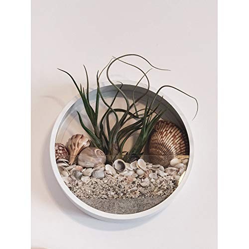 Ecosides 12 H White Large Wall Hanging Metal Plant Terrarium, Pla...