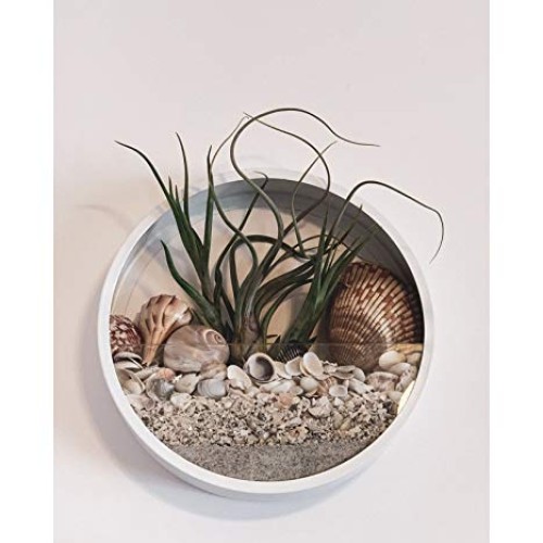 Ecosides 12 H White Large Wall Hanging Metal Plant Terrarium, Pla...