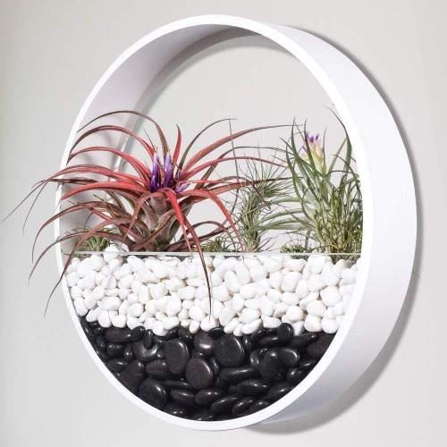 Ecosides 12 H White Large Wall Hanging Metal Plant Terrarium, Pla...