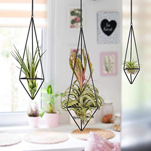 Pack 3 Black Metal Hanging Air Plant Holder, Gemometric Plant Plan...