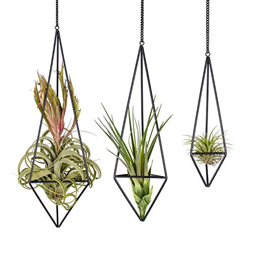Pack 3 Black Metal Hanging Air Plant Holder, Gemometric Plant Plan...