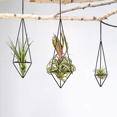 Pack 3 Black Metal Hanging Air Plant Holder, Gemometric Plant Plan...