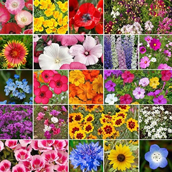 All Annual Wildflower Seed Mix- 1/4 Pound